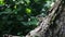 Lizard peeking behind a tree. Cute little lizard Squamata is sitting on a tree. the lizard climbs and climbs up the tree