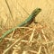 Lizard perched in golden grass, its emerald scales glistening