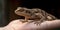 A lizard perched on its owners hand, contrasted against a textured, earthy backdrop, concept of Reptilian companionship