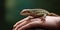 A lizard perched on its owners hand, contrasted against a textured, earthy backdrop, concept of Reptilian companionship