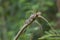 Lizard perching on branch and change color