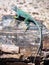 Lizard in Petrified Forest, Arizona