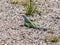 Lizard at Petrified Forest National Park