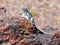 Lizard on Petrified Wood