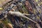 Lizard on Petrified Wood