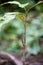 Lizard on the plant