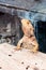 Lizard - Pogona vitticeps - Bearded Agama sits on felled trees at the Australian Zoo Gan Guru in Kibutz Nir David in Israel