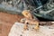 Lizard - Pogona vitticeps - Bearded Agama sits on felled trees at the Australian Zoo Gan Guru in Kibutz Nir David in Israel