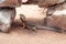 Lizard - Pogona vitticeps - Bearded Agama sits on ground at the Australian Zoo Gan Guru in Kibutz Nir David in Israel