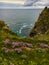 Lizard Point with thrift in the foreground pink