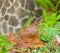 A lizard posing on a garden ornament