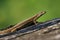 Lizard posing on rock