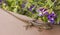 Lizard and purple flower