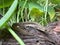 A lizard is resting among the grasses on the ground