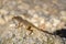 Lizard resting on a rock