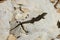 Lizard on a Rock, Majorca Island, Spain, Europe