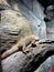 A lizard on a rock . Photos from the series Beautiful animals.