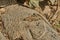 Lizard on a rock in the sun. Lizard on a wall. Lizard relaxing in the sun