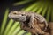 Lizard root, Bearded Dragon on green background