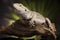 Lizard root, Bearded Dragon on green background