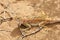 Lizard In The Sand In Gobi Desert, China