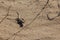 Lizard on sand in nature wildlife desert, reptile,  fringe