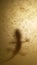 Lizard  shadow small gecko amphibious