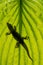 lizard silhouette on green leaf
