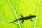 Lizard silhouette on green leaf