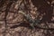 Lizard sits on gravel in desert Mongolia