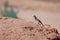 Lizard sits on gravel in desert Mongolia