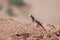 Lizard sits on gravel in desert Mongolia