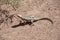 Lizard sits on gravel in desert Mongolia