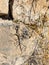 A lizard  sits on a stone and basks in the sun on a sunny day in the Golan Heights in northern Israel