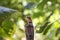 Lizard sitting on a branch