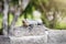 Lizard sitting on Mayan ruins near Tulum, Mexico