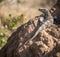 Lizard sitting on a mound in Kruger National Park