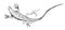 Lizard. Sketch. Graphic drawing with a pen. Ink. Isolated on white background