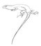 Lizard. Sketch. Graphic drawing with a pen. Ink. Isolated on white background