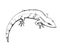 Lizard. Sketch. Graphic drawing with a pen. Ink. Isolated on white background