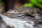 Lizard sleeping on log