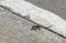 The lizard stands on the asphalt road.