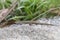 Lizard stands on pebbles in the background high grass, Spain