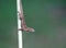 Lizard on a stick