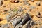 Lizard on the stone in Sahara desert