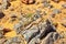 Lizard on the stone in Sahara desert, Merzouga, Morocco