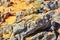 Lizard on the stone in Sahara desert, Merzouga, Morocco