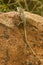 Lizard Sunbathing in Sri Lanka