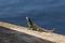 Lizard sunbathing on a wall