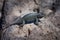 Lizard sunning itself on a rock